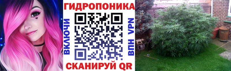 Конопля индика  Зуевка 
